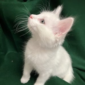 Picture of Coco Cream