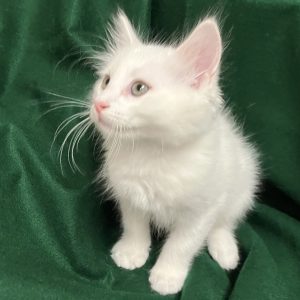 Picture of Coco Cream