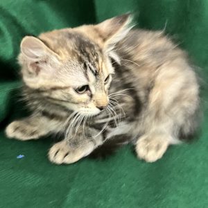 Picture of Coco Loco