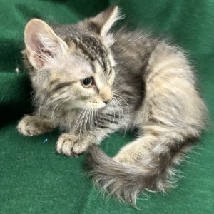 Picture of Cocoa