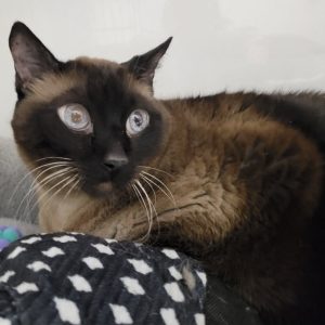 Picture of Coda Cat (R.B.)