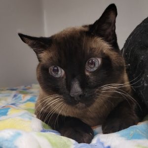 Picture of Coda Cat (R.B.)