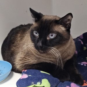 Picture of Coda Cat (R.B.)