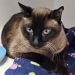 Coda Cat
