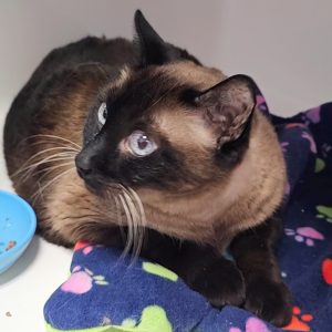 Picture of Coda Cat (R.B.)