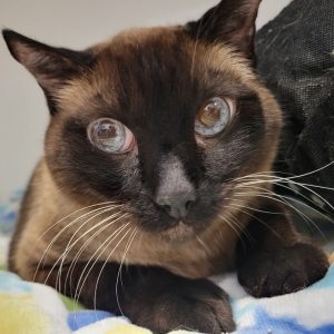Picture of Coda Cat (R.B.)