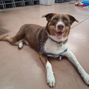 Picture of Denali