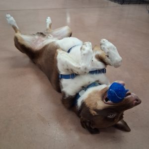 Picture of Denali