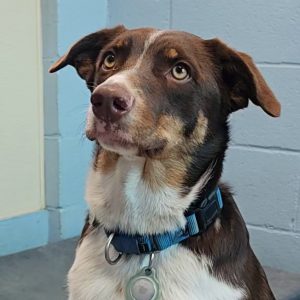 Picture of Denali