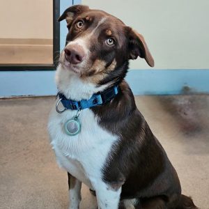 Picture of Denali