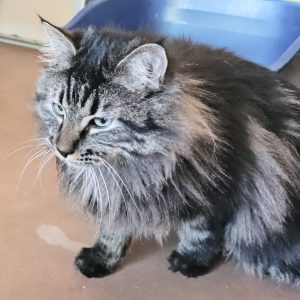 Picture of Fudge