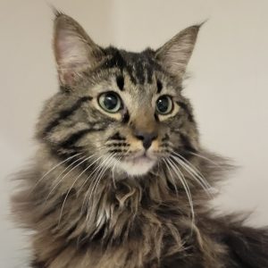 Picture of Fudge