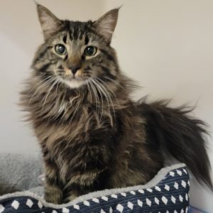 Picture of Fudge