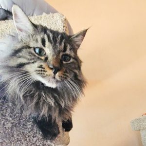 Picture of Fudge