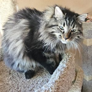 Picture of Fudge