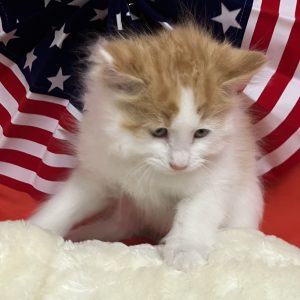 Picture of Hamilton