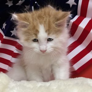 Picture of Hamilton
