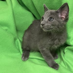 Picture of Hickory