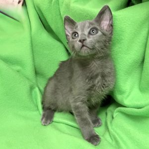 Picture of Hickory