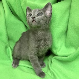 Picture of Hickory