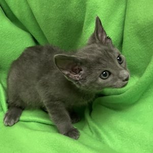 Picture of Hickory
