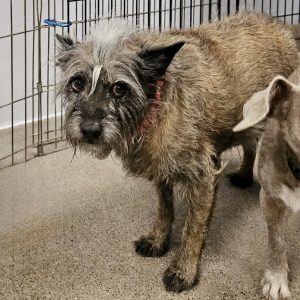 Picture of Humphrey