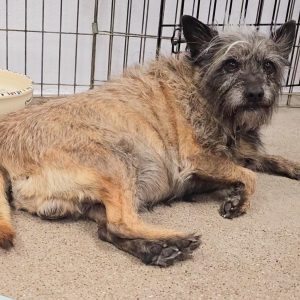 Picture of Humphrey