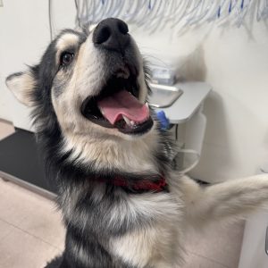 Picture of Koda