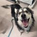 Koda