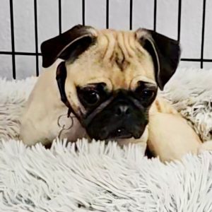 Picture of Lucy