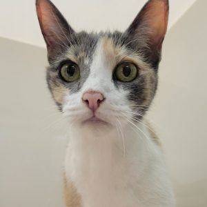 Picture of Mandy
