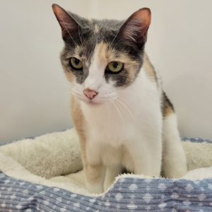 Picture of Mandy