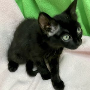 Picture of Maple