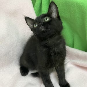 Picture of Maple