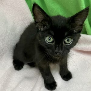 Picture of Maple