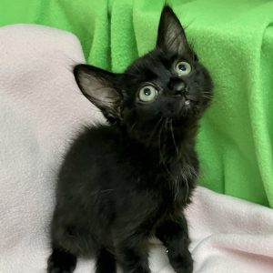 Picture of Maple