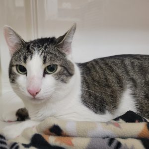 Picture of Marbles