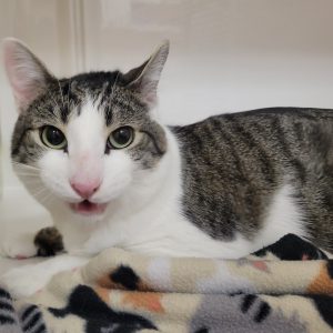 Picture of Marbles