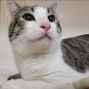 Picture of Marbles
