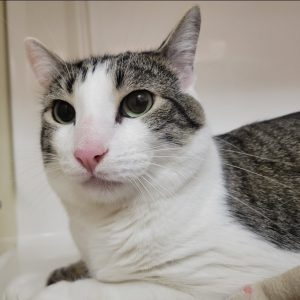 Picture of Marbles