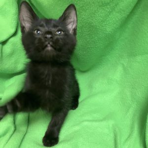 Picture of Mustafar