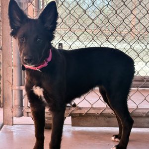 Picture of Nova