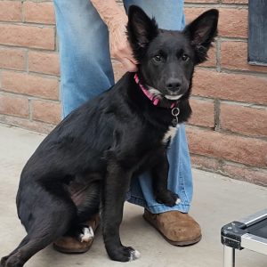 Picture of Nova