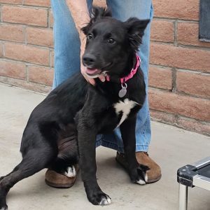 Picture of Nova