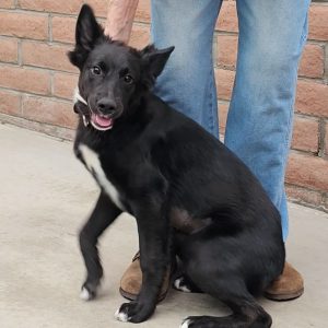Picture of Nova
