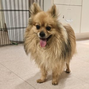 Picture of Pepper