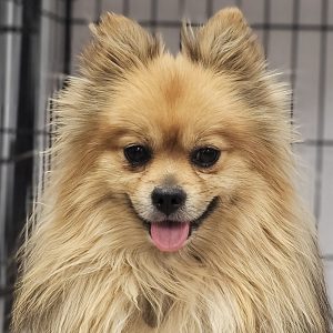Picture of Pepper