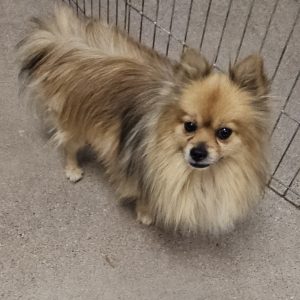 Picture of Pepper