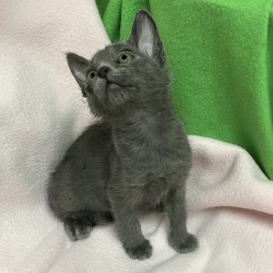 Picture of Pine