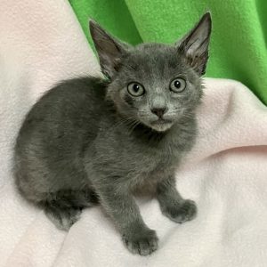 Picture of Pine